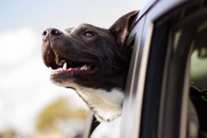 Transporta segura a tu mascota